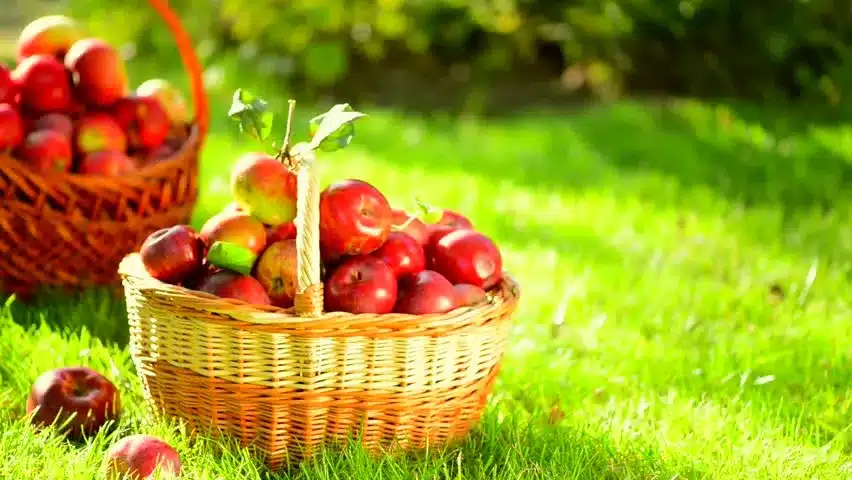 تشخیص میوه‌های سالم و معیوب با استفاده از پردازش تصویر